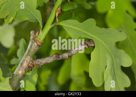 Birken-Zackenrandspanner, Raupe, Birken-Zackenspanner, Spannerraupe Frisst eine Eiche, Ennomos Erosaria, September Dorn, Cat Stockfoto