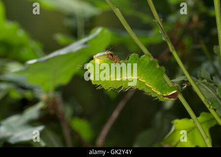 Japanischer Eichenseidenspinner, Eichen-Seidenspinner, Raupe Frisst eine Eiche, Antheraea Yamamai, japanische Seide Motte, japanische oa Stockfoto