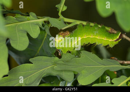 Japanischer Eichenseidenspinner, Eichen-Seidenspinner, Raupe Frisst eine Eiche, Antheraea Yamamai, japanische Seide Motte, japanische oa Stockfoto