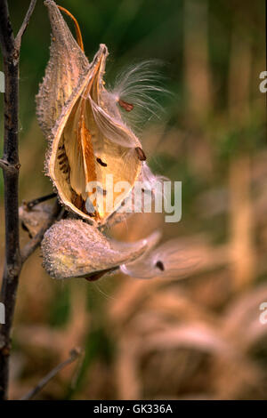 Asclepsia. Butterfly Weed, Samenkapsel, Stockfoto