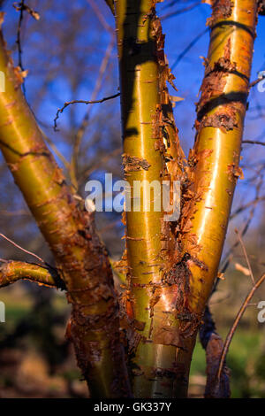 PRUNUS MAACKIA, Baumstamm, Rinde Stockfoto