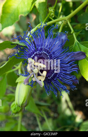 Blaue Passionsblume, Passiflora Stockfoto