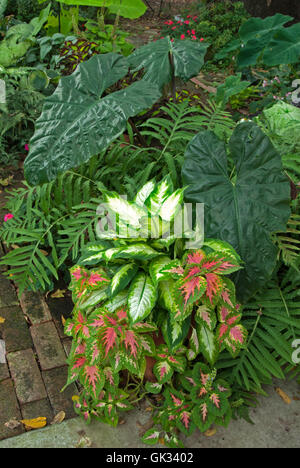 Colocasia in Behälter mit Coleus und Dieffenbachia Stockfoto