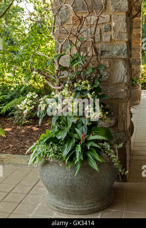 Clerodendron Thomasiae in Blumenkasten mit Euphorbia Diamond Frost und Efeu Stockfoto