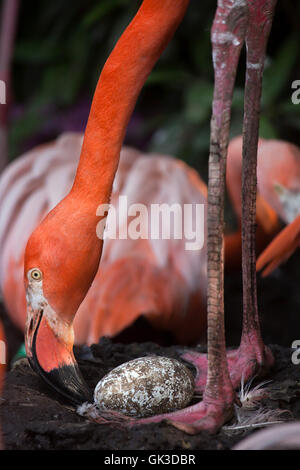 Karibik Flamingo (Phoenicopterus Ruber), auch bekannt als die amerikanische Flamingo inspiziert seinen Eiern im Nest im Zoo von Ostrava in N Stockfoto