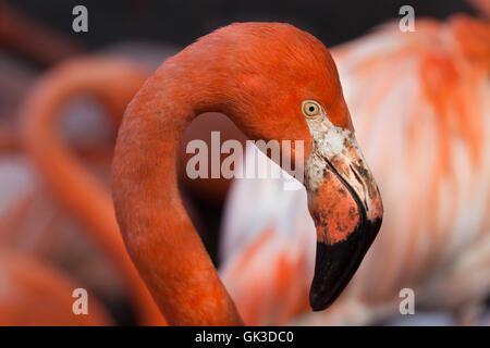 Karibik Flamingo (Phoenicopterus Ruber), auch bekannt als die amerikanische Flamingo. Tierwelt Tier. Stockfoto
