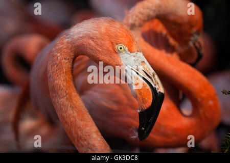 Karibik Flamingo (Phoenicopterus Ruber), auch bekannt als die amerikanische Flamingo. Tierwelt Tier. Stockfoto