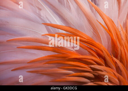 Karibik Flamingo (Phoenicopterus Ruber), auch bekannt als die amerikanische Flamingo. Gefieder Textur. Stockfoto