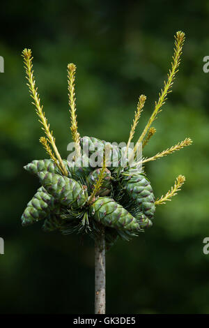 Gemeine Wacholder (Juniperus Communis). Nadelbaum Pflanze. Stockfoto