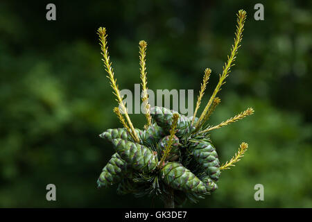 Gemeine Wacholder (Juniperus Communis). Nadelbaum Pflanze. Stockfoto