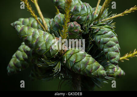 Gemeine Wacholder (Juniperus Communis). Nadelbaum Pflanze. Stockfoto