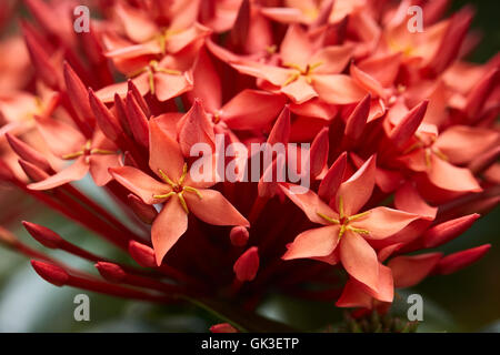 Nahaufnahme der West Indian Jasminblüten Stockfoto