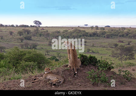 Gepard Beute warten Stockfoto