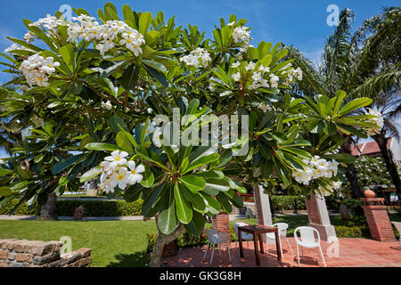 Frangipani Baum. Wissenschaftlicher Name: Plumeria obtusa. Hoi An, Provinz Quang Nam, Vietnam. Stockfoto