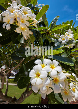 Frangipani Blüten. Wissenschaftlicher Name: Plumeria Obtusa. Hoi, Provinz Quang Nam, Vietnam. Stockfoto