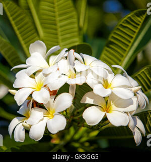 Frangipani Blüten. Wissenschaftlicher Name: Plumeria Obtusa. Hoi, Provinz Quang Nam, Vietnam. Stockfoto