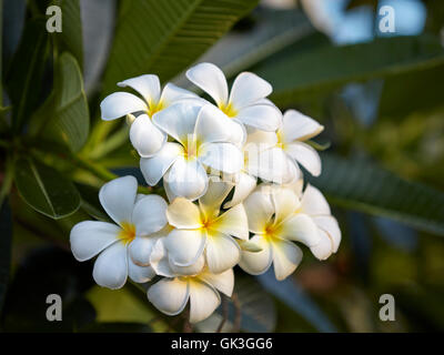 Frangipani Blüten. Wissenschaftlicher Name: Plumeria Obtusa. Hoi, Provinz Quang Nam, Vietnam. Stockfoto