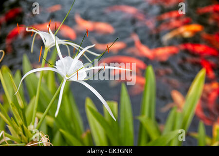 Spider lily Flower. Wissenschaftlicher Name: Hymenocallis littoralis. Hoi An, Provinz Quang Nam, Vietnam. Stockfoto