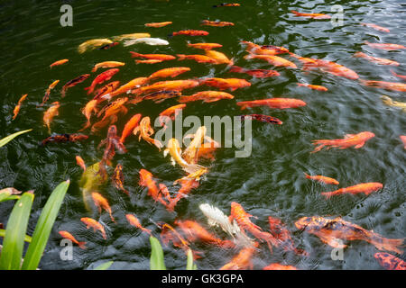 Blick von oben auf Koi Karpfen in einem Fischteich. Hoi An, Provinz Quang Nam, Vietnam. Stockfoto