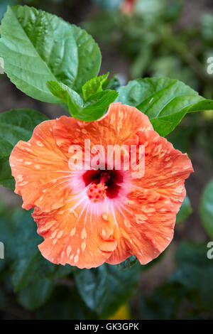 Nahaufnahme einer orangefarbenen Hibiskusblüte (Hibiscus rosa-sinensis) in einem Garten. Hoi An, Provinz Quang Nam, Vietnam. Stockfoto