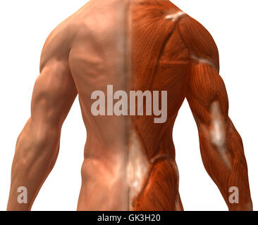 Bildung Gesundheitssport Stockfoto