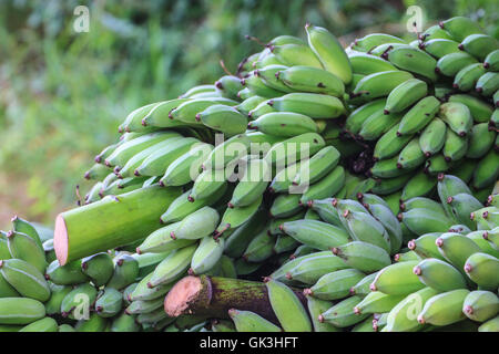 Bananen, Thai kultiviert Bananen, Thai Bananen auf Boden Stockfoto
