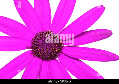 Pericallis Senetti - rosa Stockfoto