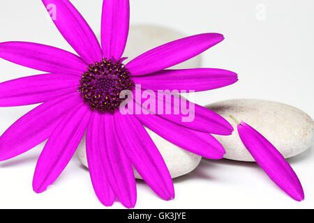 Senetti Pericallis Closeup isoliert Stockfoto