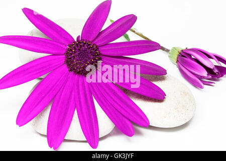 Pericallis Senetti - rosa Stockfoto