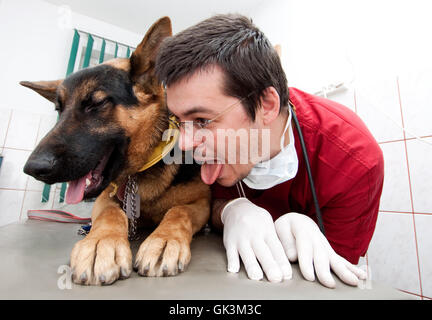 lustige Hund Deutsch Stockfoto