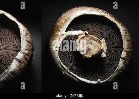 Detail des Portobello Mushroom Stockfoto