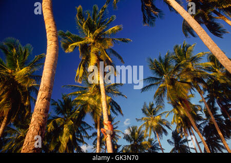 ca. 1980-1995, Kolumbien---steigt ein Junge eine Kokosnuss Plam um Kokosnüsse, Stillwater Bay, Providencia, Kolumbien zu pflücken. | Ort: St Stockfoto