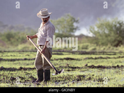 ca. 1980-1995, Kolumbien---funktioniert ein Bauer auf einem Reisfeld in Tolima. Kolumbien. | Ort: Ibague Musikkonservatorium, Tolima, C Stockfoto