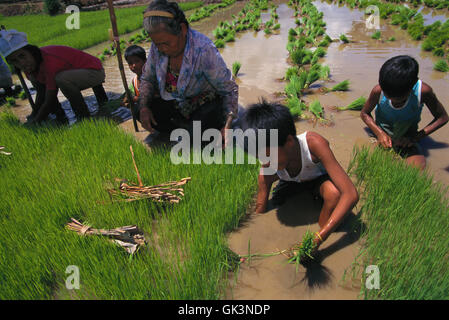 ca. 1990-2000, Insel Leyte, Philippinen---Familie Pflanzen Reis---Bild von Jeremy Horner © Stockfoto