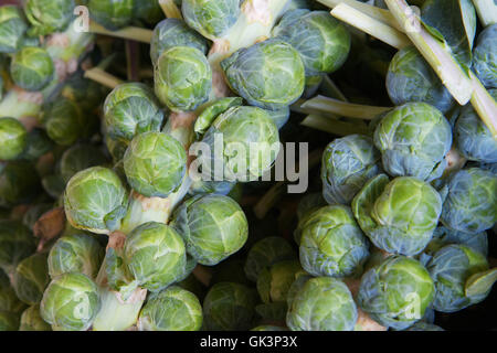 Lebensmittel Nahrungsmittel Blatt Stockfoto