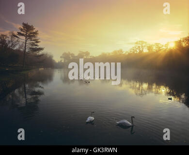 Schwäne am Shoreden Stausee. Alexandra Park. Hastings. Sussex. England. UK Stockfoto