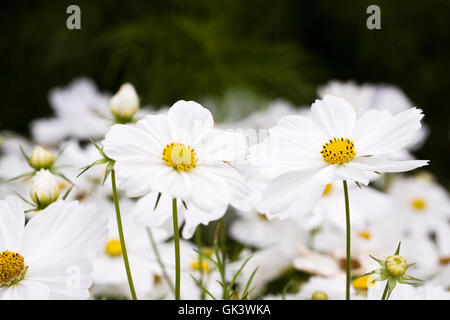 Cosmos Bipinnatus Apollo weiß Stockfoto