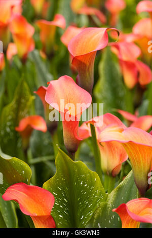 Zantedeschia "Morning Sun" Blumen im Freien wachsen. Stockfoto