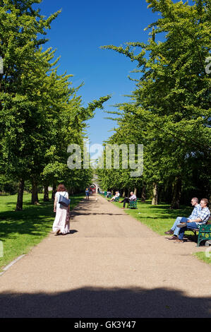 Ginkgo Avenue & Burg Mews, Bute Park, Cardiff, Wales, UK. Stockfoto