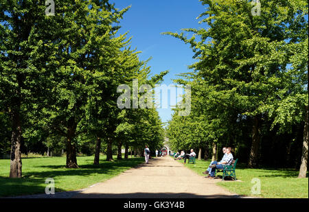 Ginkgo Avenue & Burg Mews, Bute Park, Cardiff, Wales, UK. Stockfoto