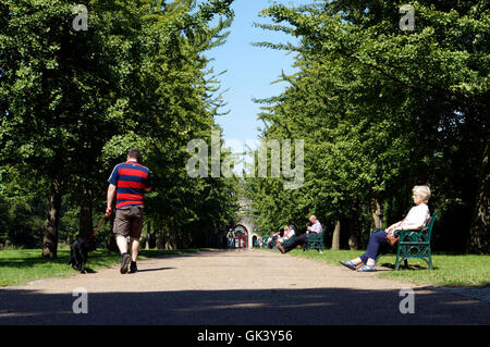 Ginkgo Avenue & Burg Mews, Bute Park, Cardiff, Wales, UK. Stockfoto