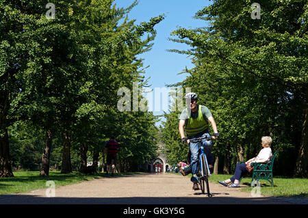 Ginkgo Avenue & Burg Mews, Bute Park, Cardiff, Wales, UK. Stockfoto