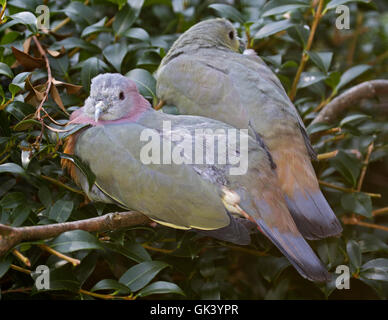 Rosa-Necked grün Tauben (Treron Vernans) Stockfoto