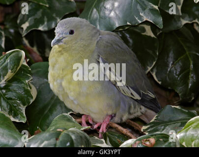 Rosa-Necked grüne Taube (Treron Vernans) Stockfoto