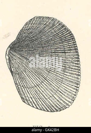 44241 Paphia Staminea, Riss-Teppich Shell, hartschaligen Muschel Stockfoto