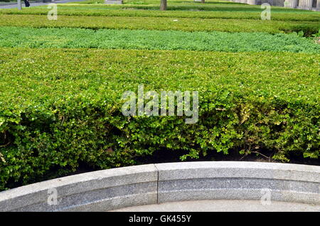 Büsche von Buchsbaum in einem Garten in berlin Stockfoto