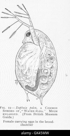 46397 Daphnia Pulex, eine häufige Art von "Wasserfloh"
