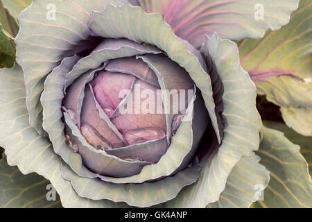 Eine isolierte Rotkohl im Garten mit Wassertropfen Stockfoto