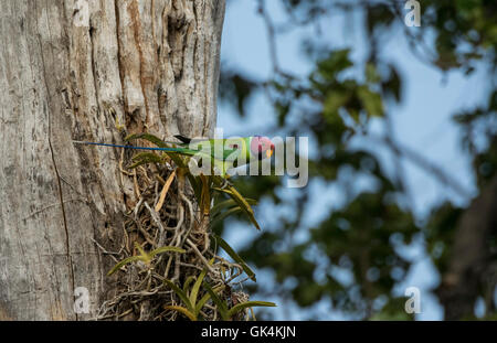 Eine Pflaume Leitung Sittich männliche thront auf einer Orchidee wächst aus einem Baum in der Tadoba Andhari Tiger Reserve, Maharashtra Stockfoto