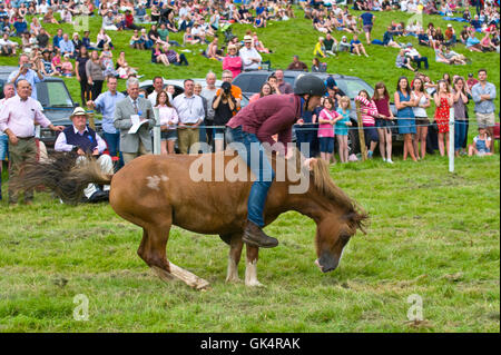 Eines der letzten Länder zeigt im Vereinigten Königreich noch Funktion Rodeo Reiten wo ungebrochen Welsh Ponys Hügel gebracht von den schwarzen Bergen zu sehen, welche Fahrer bleiben kann am längsten. Mitbewerber kamen aus Devon & Cornwall, lokalen Fahrer wieder zu konkurrieren. Llanthony Show, in der Nähe von Abergavenny, Monmouthshire, South Wales, UK. Stockfoto